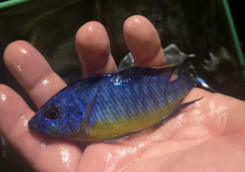 Protomelas sp. 'steveni imperial' Narungu